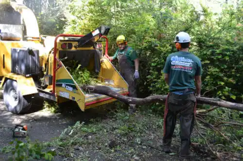 tree services Laytonville